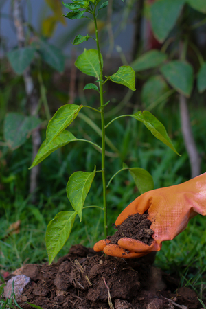 Logistics tree farmers with organic fertilizer.の写真素材