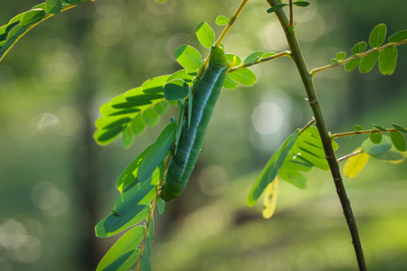 A fat worm on the leaves.の写真素材