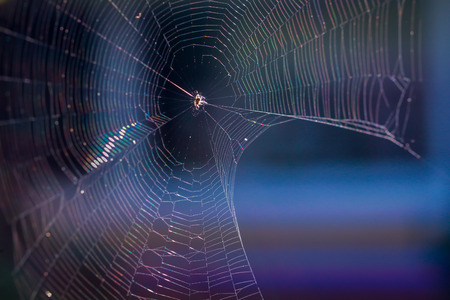 Cobweb old background.