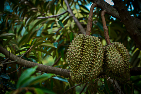 durian, green, brown,fruit, tree,Durian grown children who are ripe on the tree can be eaten.の写真素材