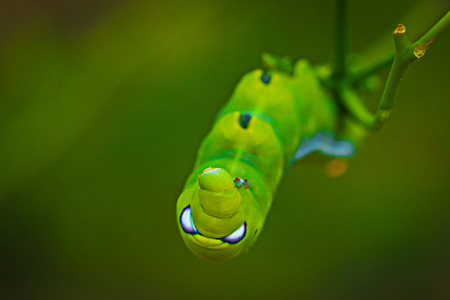 Worm, big, Worm the caterpillars eating leaves and stems of plants.の写真素材