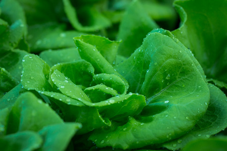 Growing organic vegetables,Non-toxic vegetable grown.の写真素材