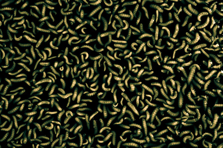 worm,Biological fermentation (EM) from fruit, for use in agriculture | Organic Farms.の写真素材