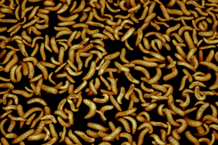 worm,Biological fermentation (EM) from fruit, for use in agriculture | Organic Farms.の写真素材