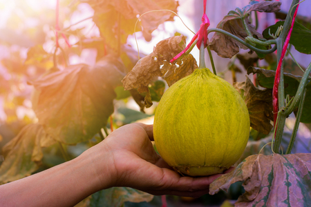 Melon, fresh fruit, onion, sweet,Young man examining the growth of melon fruit.の写真素材