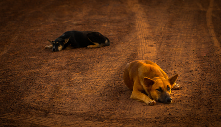 The dog is waiting for the boss honestly.