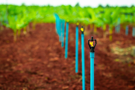 Springer Watering Tree In Banana Tree Propagation.の写真素材