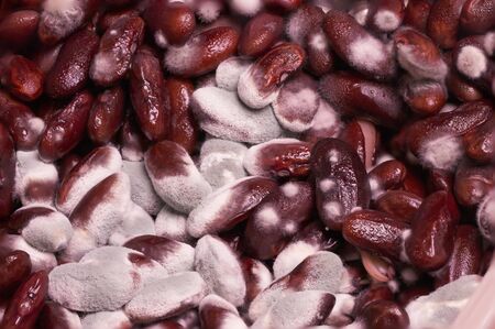 Kidney bean with fungus very dangerous