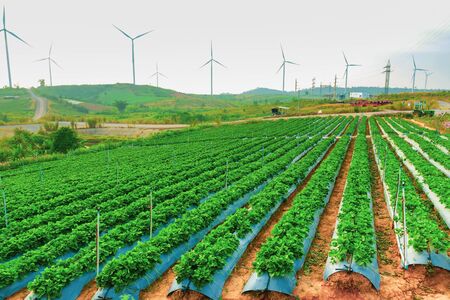Strawberry plantation, On  Wind Power Generator background. On a windmill field, Khaokho, Thailand.の写真素材