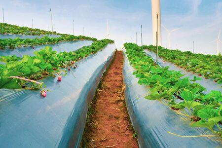 Strawberry plantation on a sunny day, On  Wind Power Generator background.の写真素材