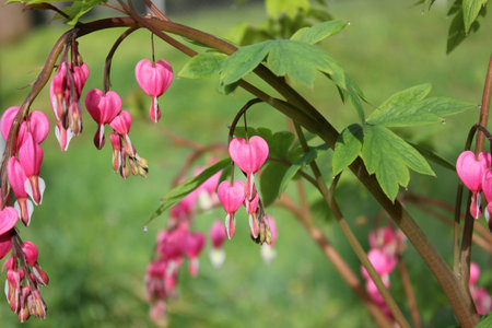Colorful old fashion pink Bleeding Heart plant in full bloom の写真素材