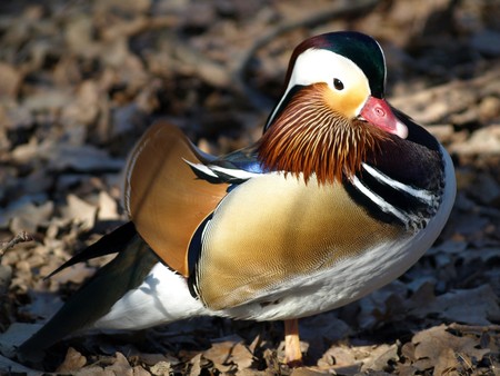 A birdの写真素材