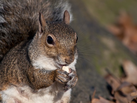 A squirrel eating a nutの写真素材