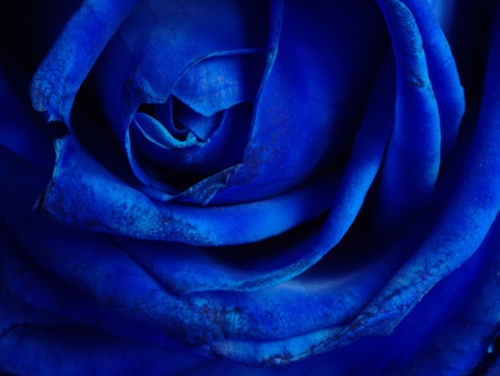 blue roseの写真素材