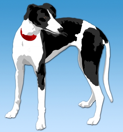 whippetの写真素材