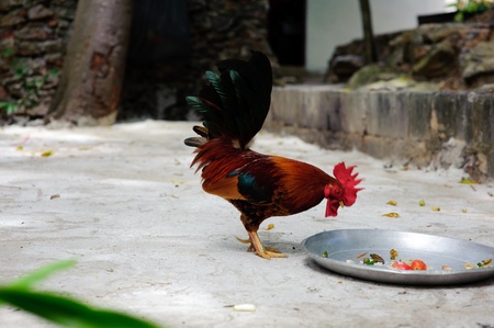 Hen eating in a villageの写真素材