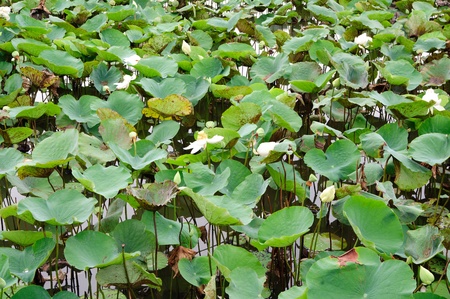 lotus flower in pond with big green lily padsの写真素材