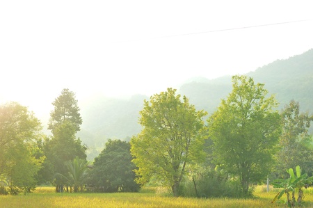 landscape golden rice fieldの写真素材