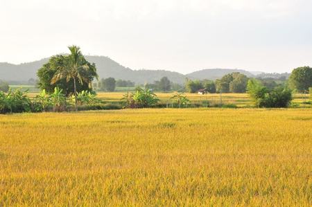 landscape golden rice fieldの写真素材