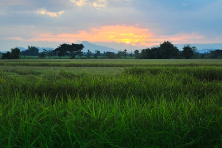 landscape rice field sun twilightの写真素材