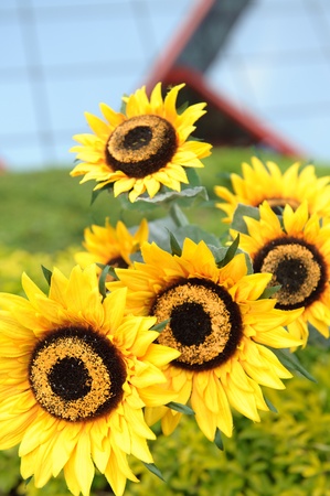 sun flowers at the  gardenの写真素材