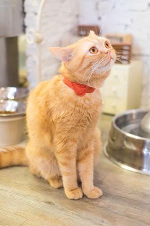 cat looking and confuseの写真素材