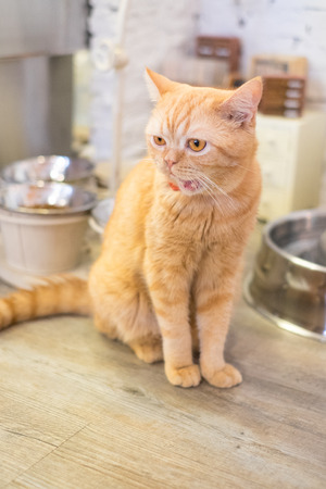 cat looking and confuseの写真素材