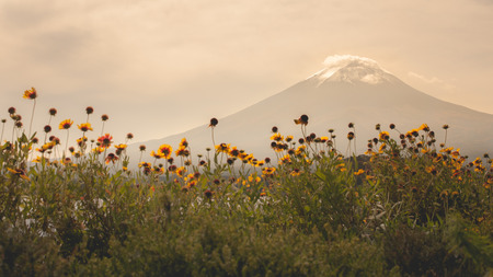 Mountain Fuji and lake kawaguchiko with flowersの写真素材