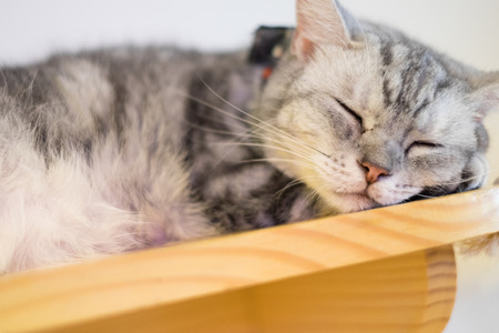 A Sleeping Cat on the shelfの写真素材
