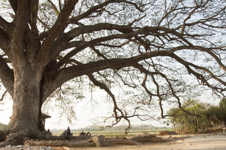 Albizia saman tree in hot atmosphereの写真素材