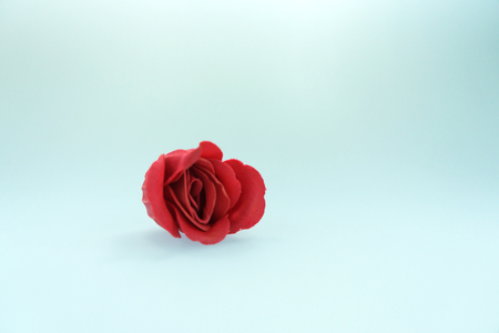 Red Rosesの写真素材