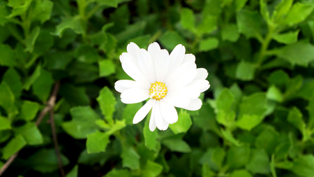 daisyの写真素材