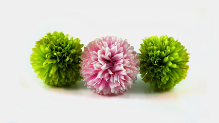 Artificial pink, green chrysanthemum, isolated.の写真素材