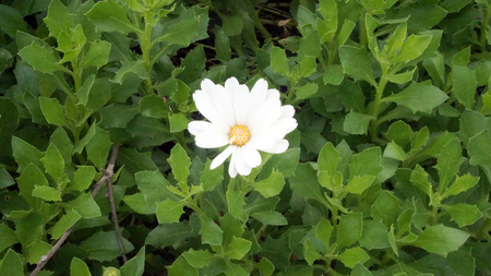 daisyの写真素材