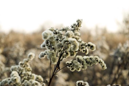 meadow flower in big close upの写真素材