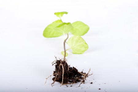 green plant on white backgroundの写真素材