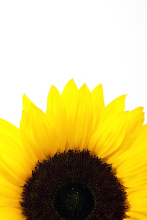 yellow sun flowerの写真素材