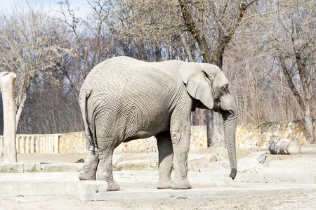 elephant in the zoo in winter