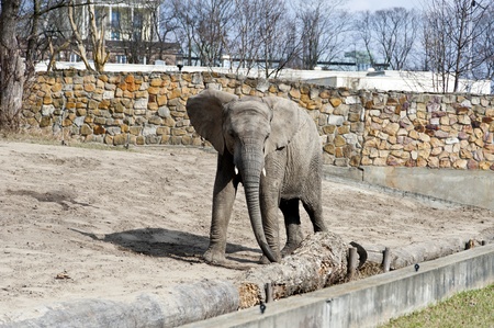 elephant in the zoo in winter