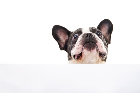 Dog with white card over bright backgroundの写真素材