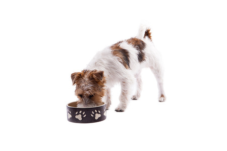 dog bowl hungry meal eating
