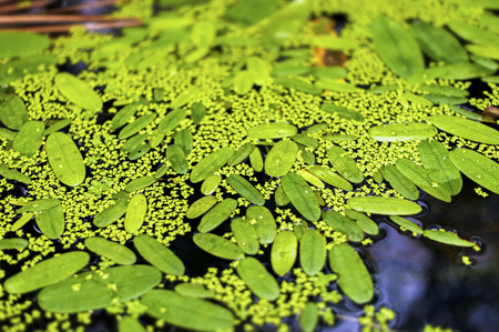 Duckweed and leafs on water.の写真素材