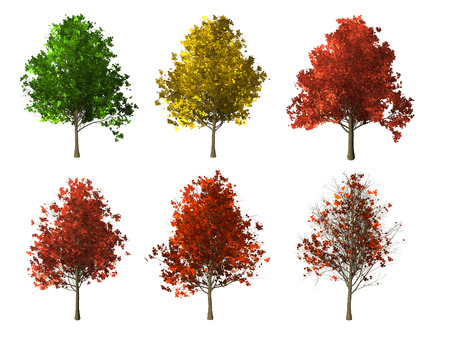Set of four seasons maple tree isolated on white backgroundの写真素材