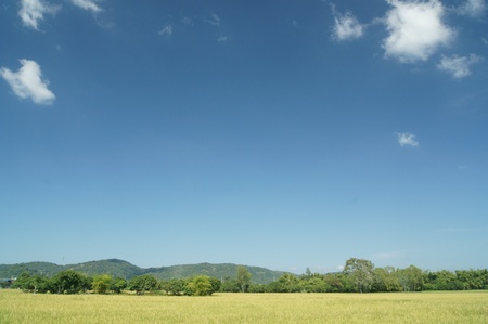 ripe rice farmの写真素材