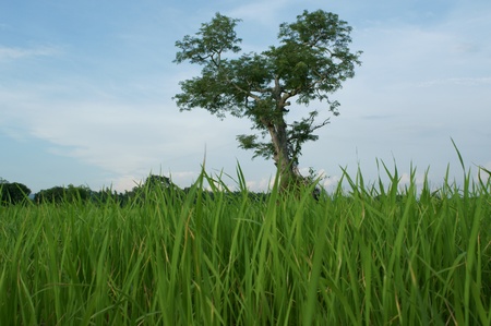 rice farm  in Thailandの写真素材