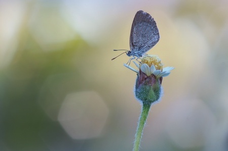 butterfly on flowerの写真素材
