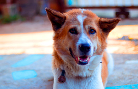 Bangkeaw Thai dog. Bangkeaw Thai dog.の写真素材