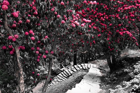red jungle