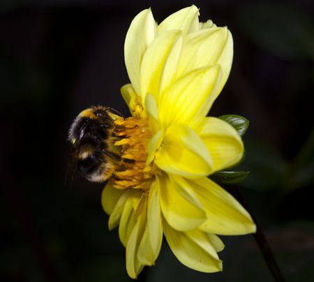 bumblebee on flower macroの写真素材