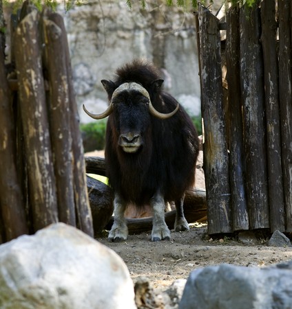 Musk ox stand in zoo - ovibos moschatusの写真素材